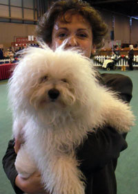 Bolognese dog picture